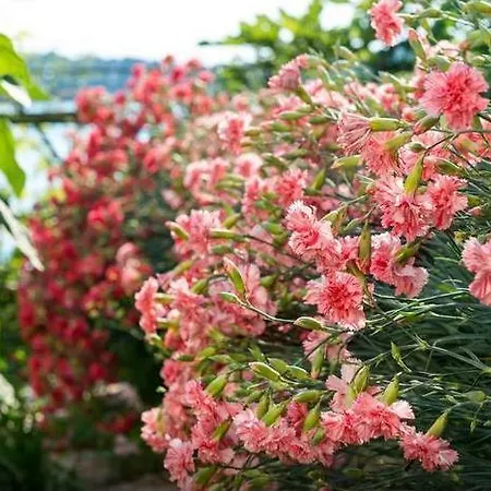 Апартаменты Sea Of Eden Дубровник