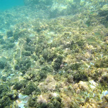 Апартаменты Sea Of Eden Дубровник