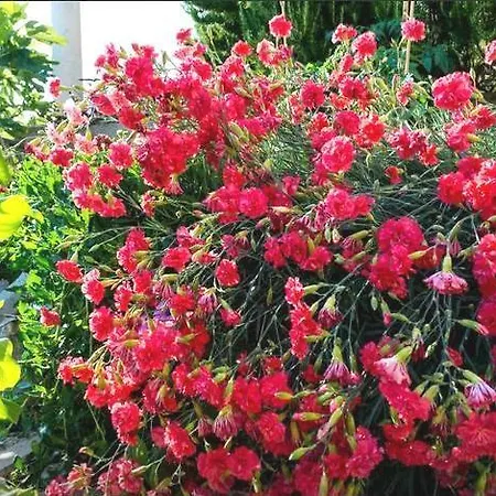 伊甸之海公寓 *