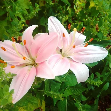 公寓 伊甸之海公寓 *