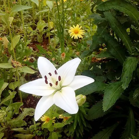 伊甸之海公寓 杜布罗夫尼克