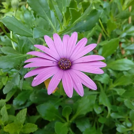 伊甸之海公寓 杜布罗夫尼克