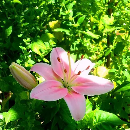 公寓 伊甸之海公寓