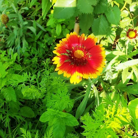 伊甸之海公寓 公寓 *