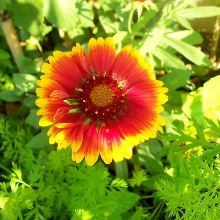 公寓 伊甸之海公寓 *