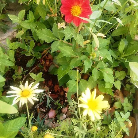 伊甸之海公寓 * 杜布罗夫尼克