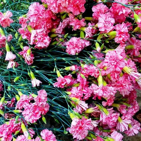 公寓 伊甸之海公寓 杜布罗夫尼克