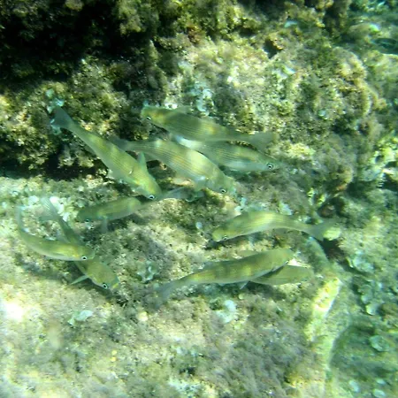 伊甸之海公寓 公寓 *