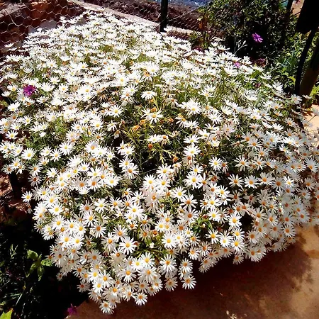 伊甸之海公寓 公寓 杜布罗夫尼克