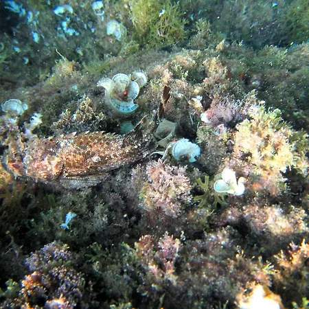 伊甸之海公寓 杜布罗夫尼克