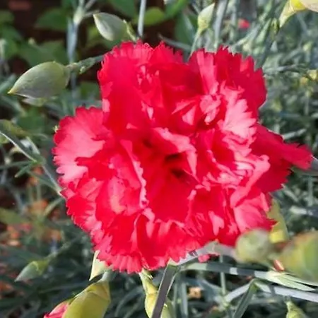 伊甸之海公寓 * 杜布罗夫尼克