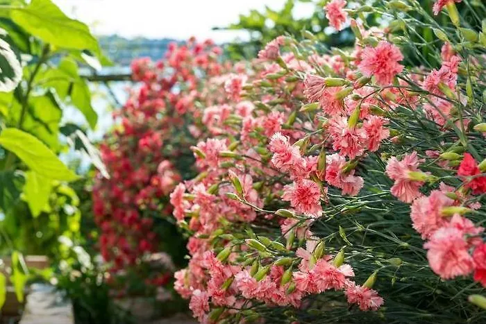 Lägenhet Sea Of Eden Dubrovnik