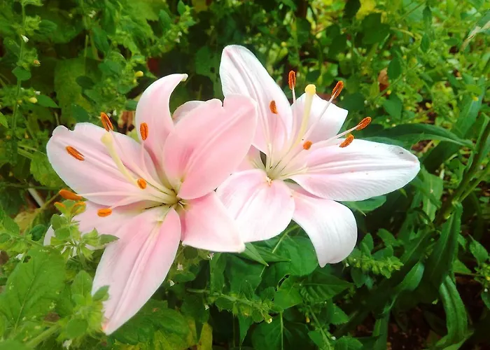 Lägenhet Sea Of Eden *