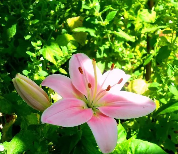 Lägenhet Sea Of Eden