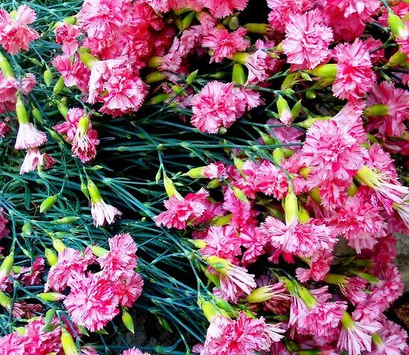 Lägenhet Sea Of Eden Dubrovnik