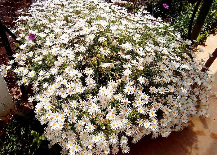Sea Of Eden Lägenhet Dubrovnik