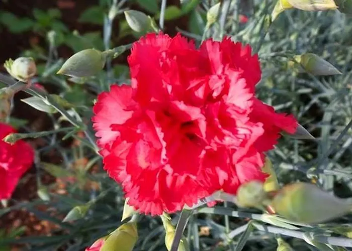 Sea Of Eden * Dubrovnik