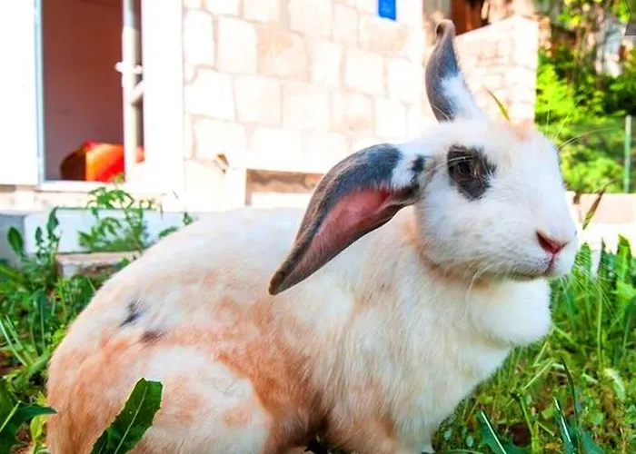 Lägenhet Sea Of Eden Dubrovnik
